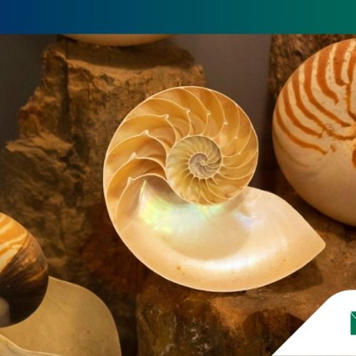 Biomimetica
